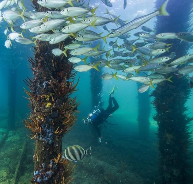 Monterey Bay Aquarium