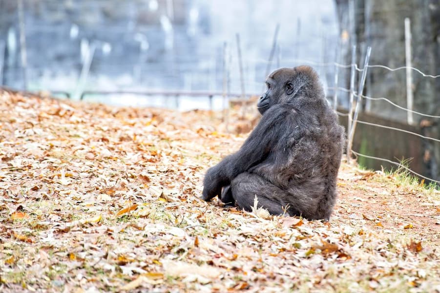 Zoo Atlanta Tickets Image