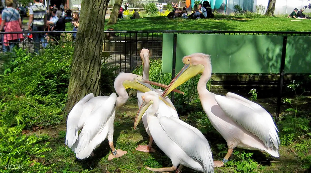 Observe the long beaked White Pelicans, some of the best creatures of the wild