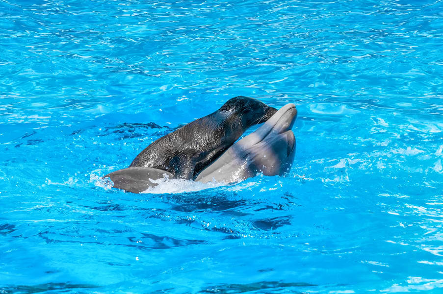 At Dubai Dolphinarium see a playful combination of seals and dolphins