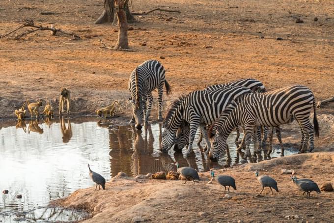 Malawi Safari.jpeg