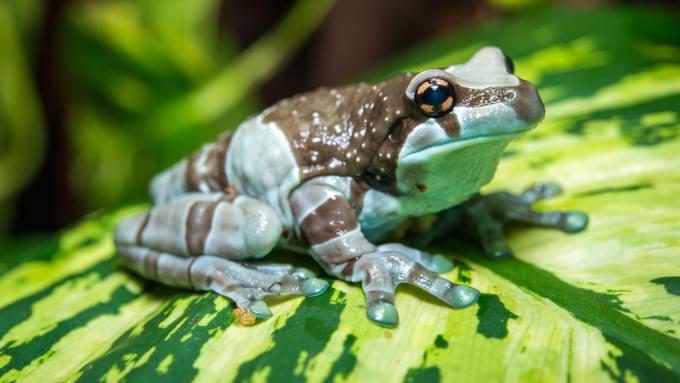 AmazonMilk Frog in Houston Zoo