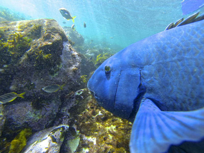 Manly and Shelly Beach Snorkeling Tour Image