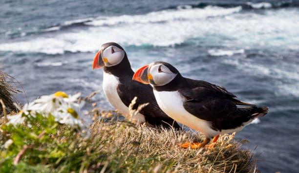 Puffin Tour in Reykjavik