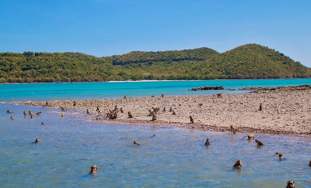 Monkey Island Tour From Pattaya with VIP Boat Trip Image