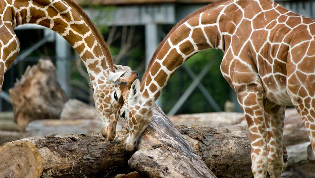 Meet the family of Giraffes in different zones of the zoo
