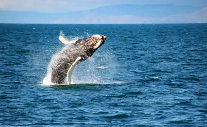 Whale Watching From Reykjavik