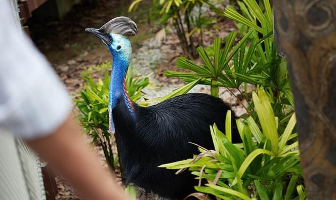 Cassowary Feeding