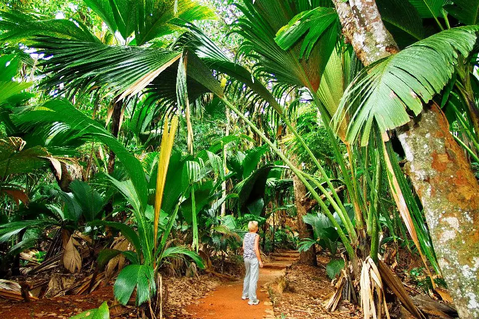 Vallée De Mai