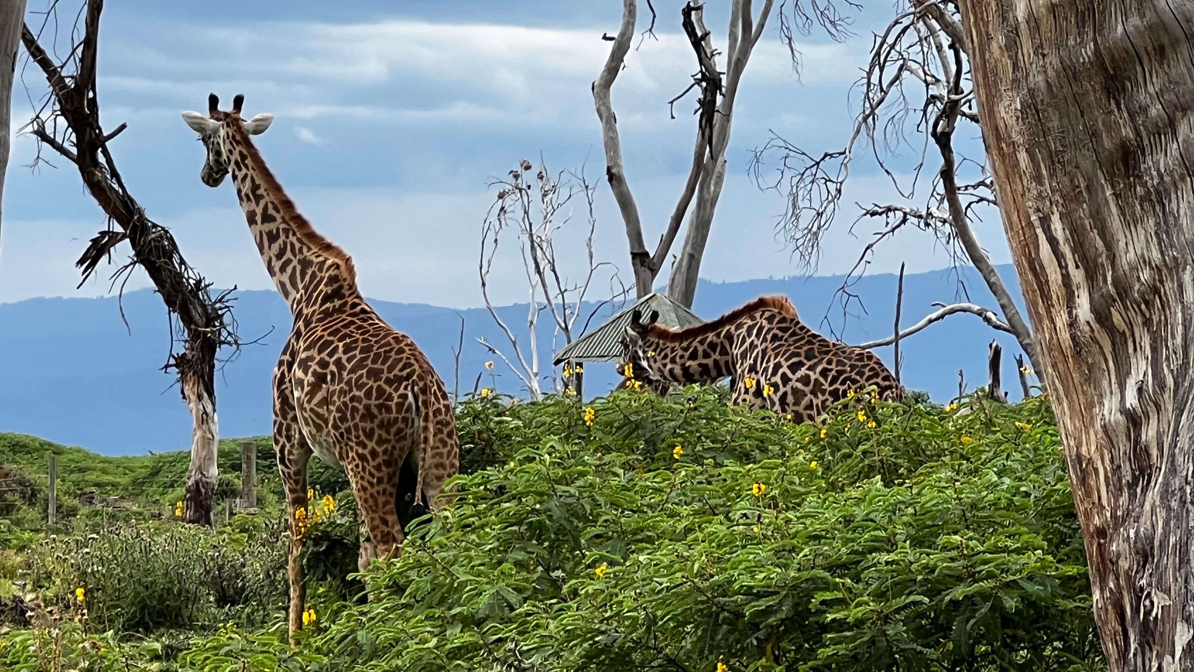 Naivasha Tour Packages | Upto 40% Off