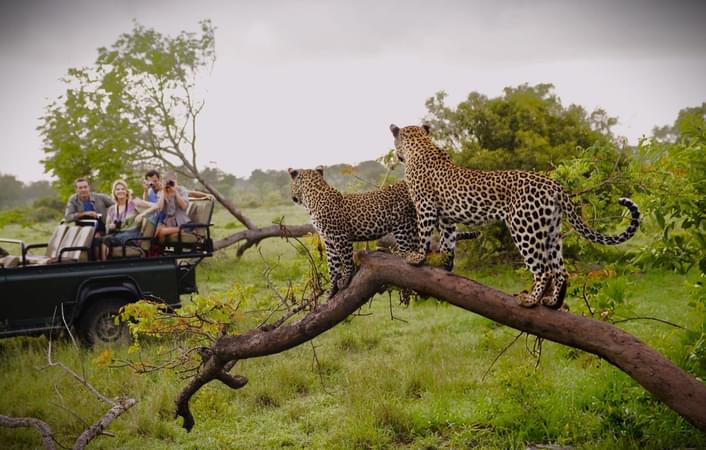 Feel the thrill of the hunt as you witness leopards at Masai Mara
