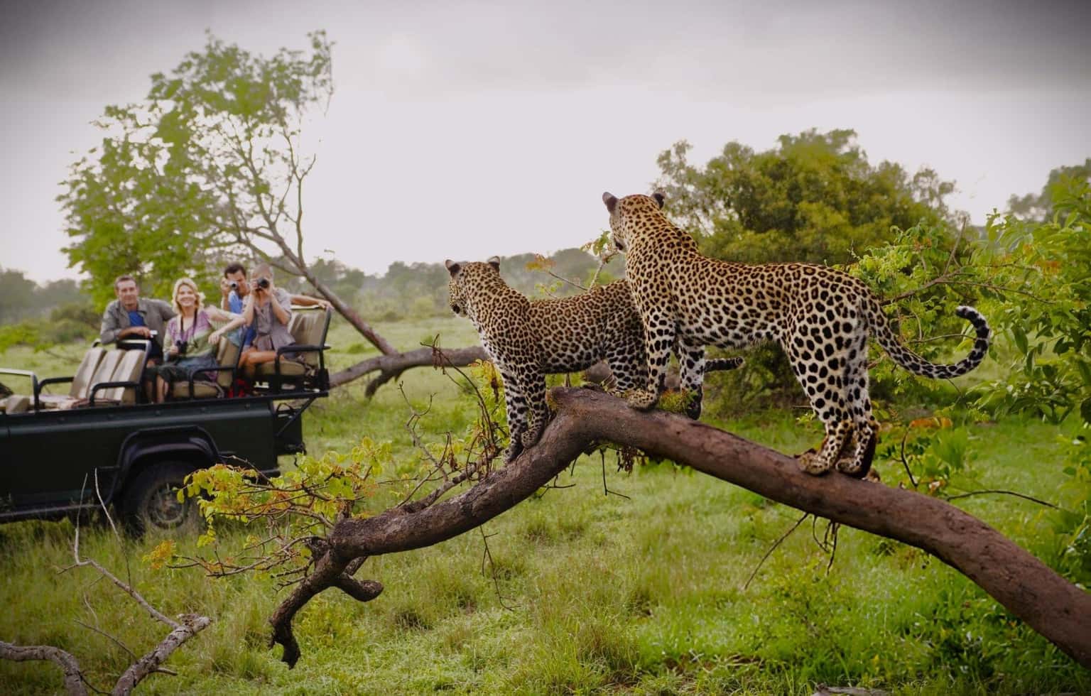 Best of Kenya | From Amboseli Giants to Maasai Big Five