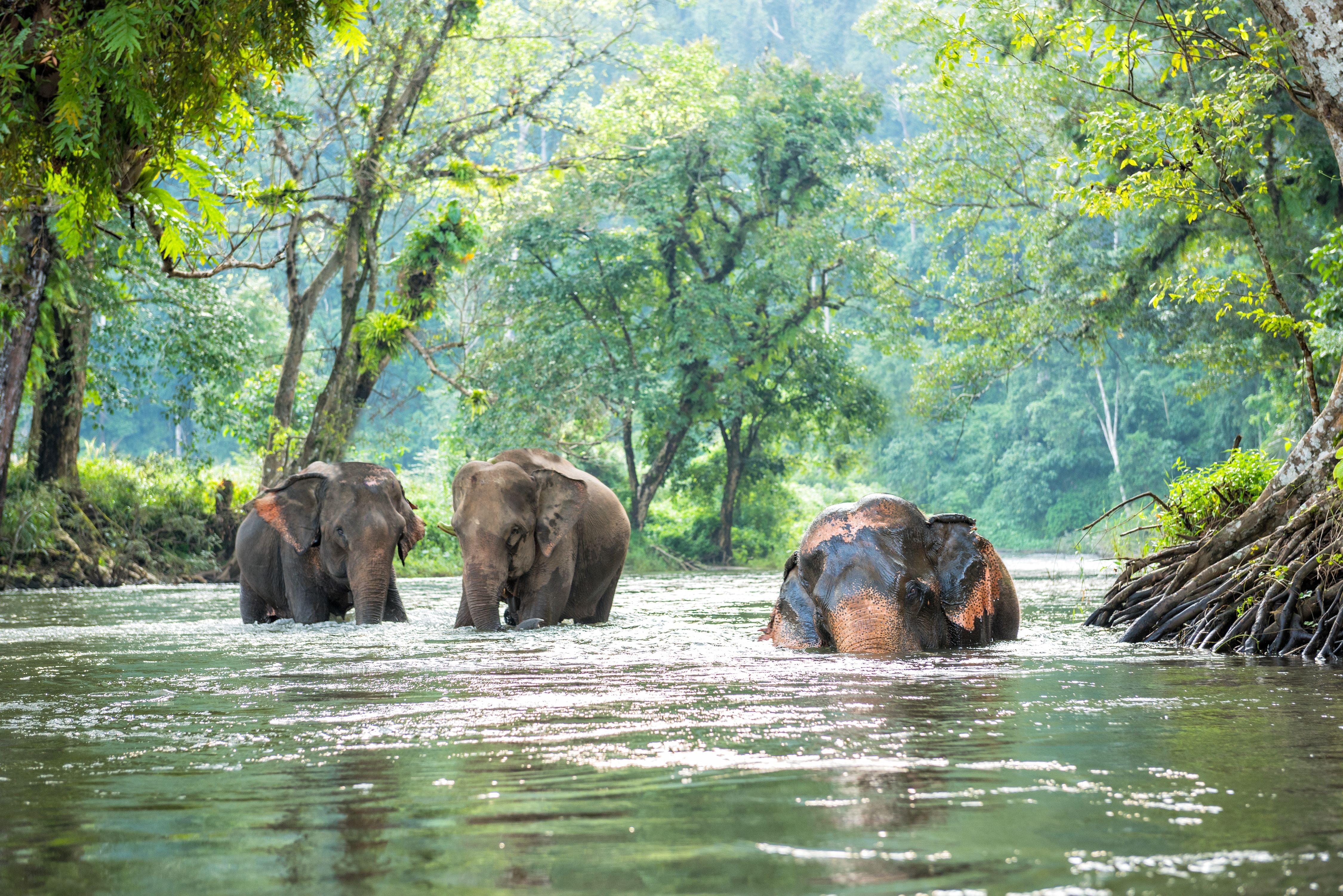 Elephant Hills