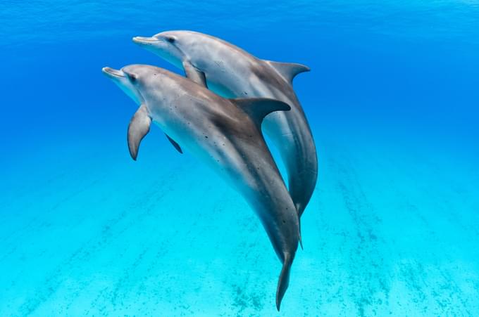 Dolphin Show Dubai