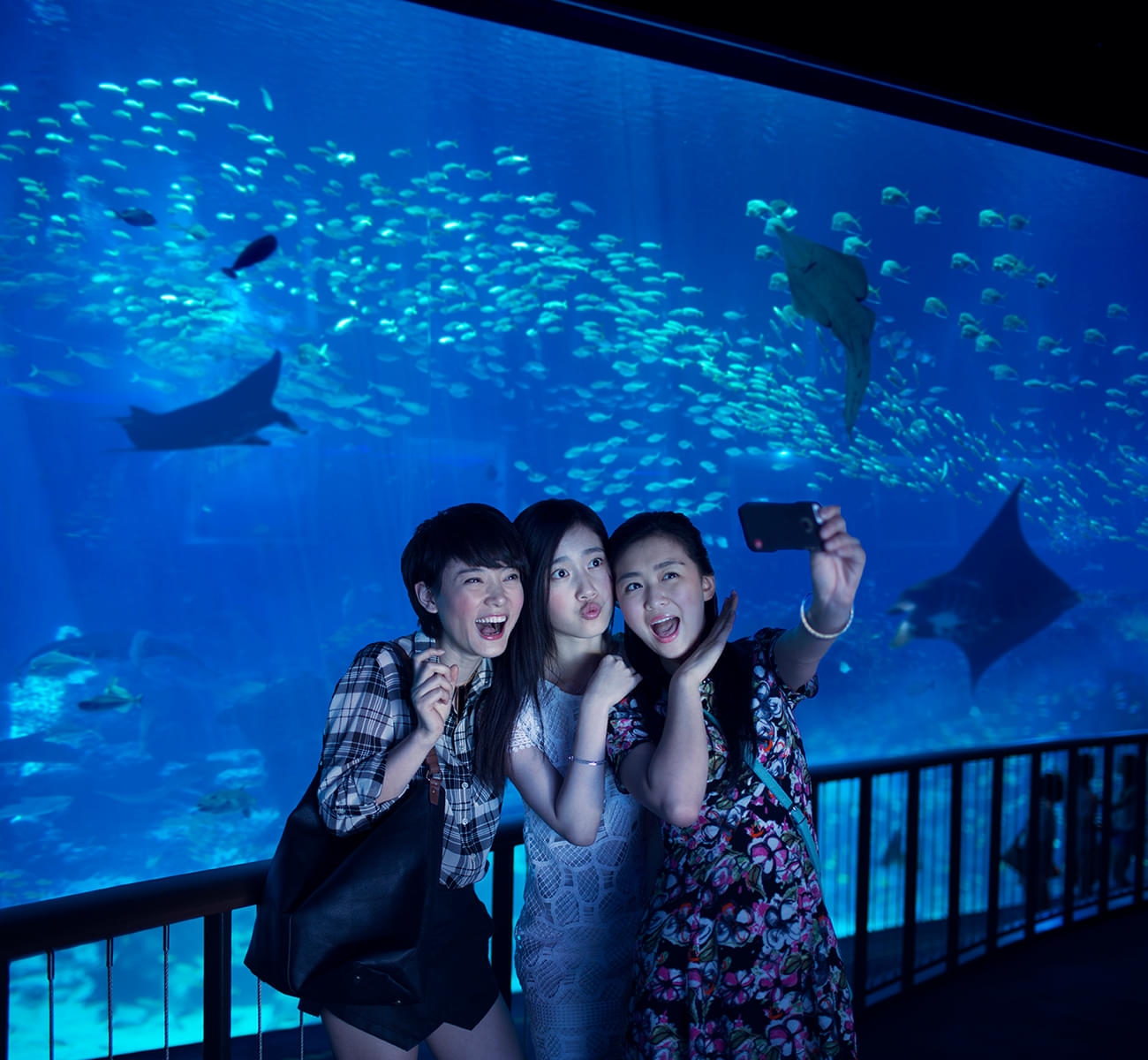 Click amazing pictures and spend wonderful time with your folks in the aquarium