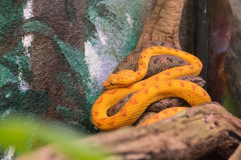 Snake at Toronto Zoo