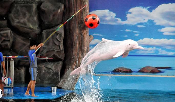 Play with the dolphins