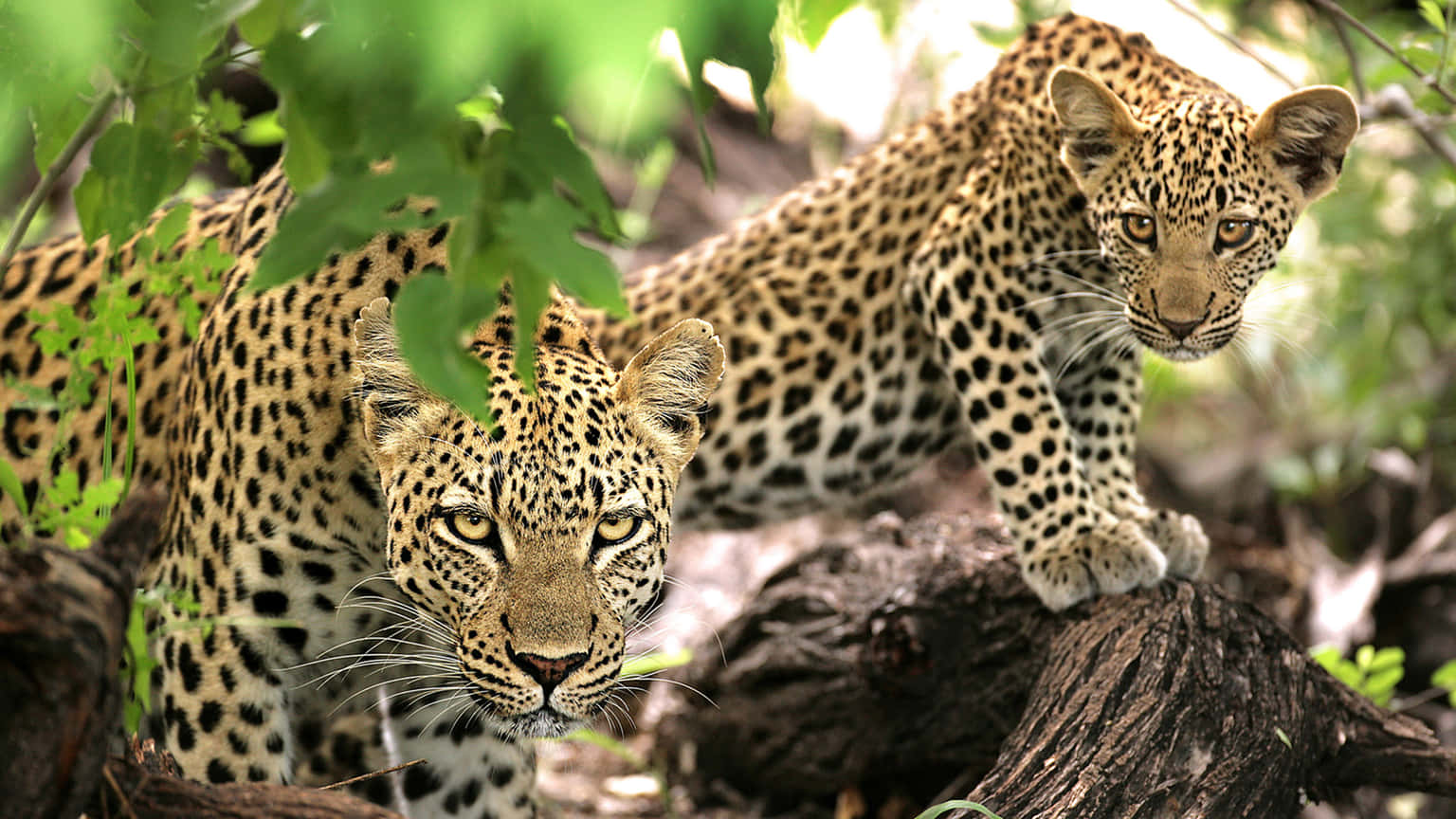 Seychelles and South Africa Tour Package