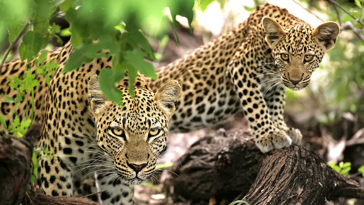 Seychelles and South Africa Tour Package