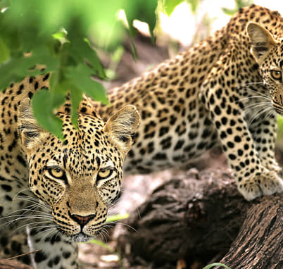 Seychelles and South Africa Tour Package