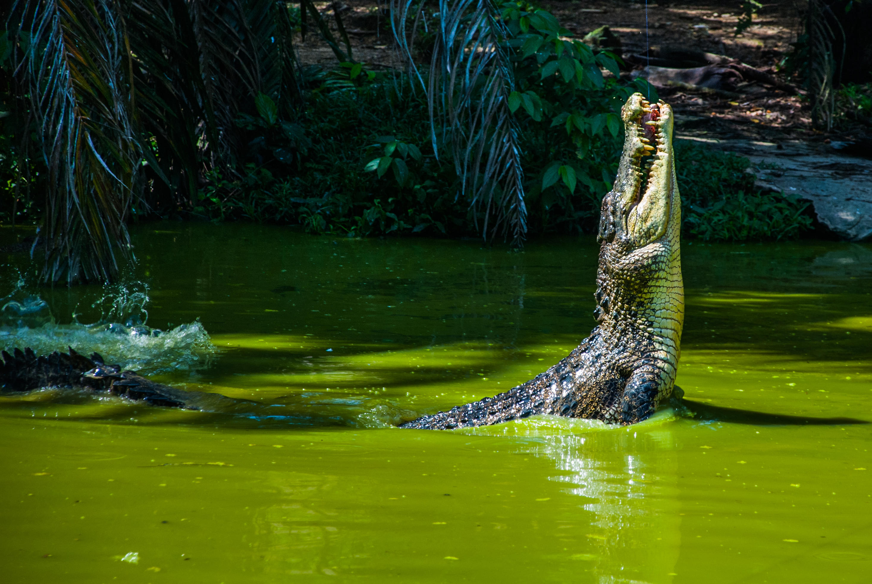 Jong's Crocodile Farm & Zoo