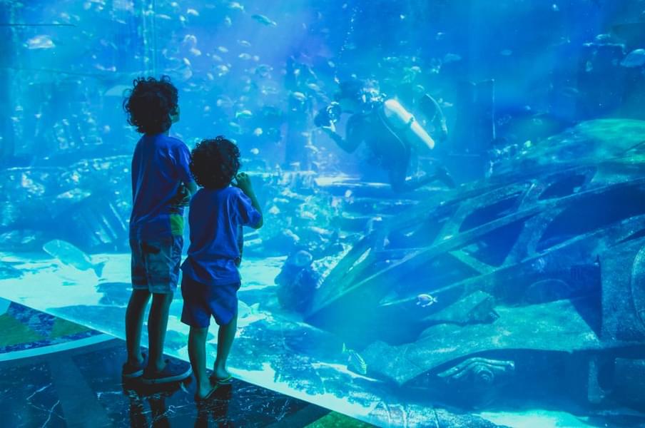 Tips To Visit National Aquarium