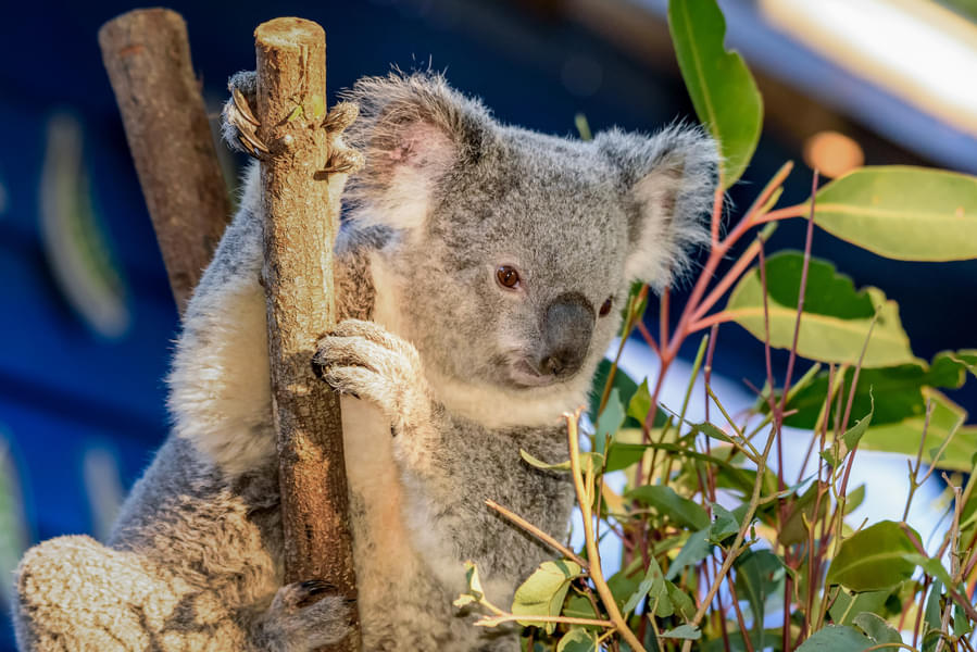 See cute little koalas in Woodlands
