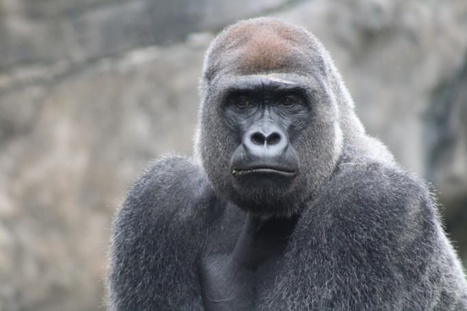 Ape in Bali Zoo