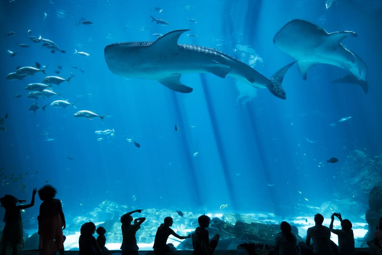  Shedd Aquarium