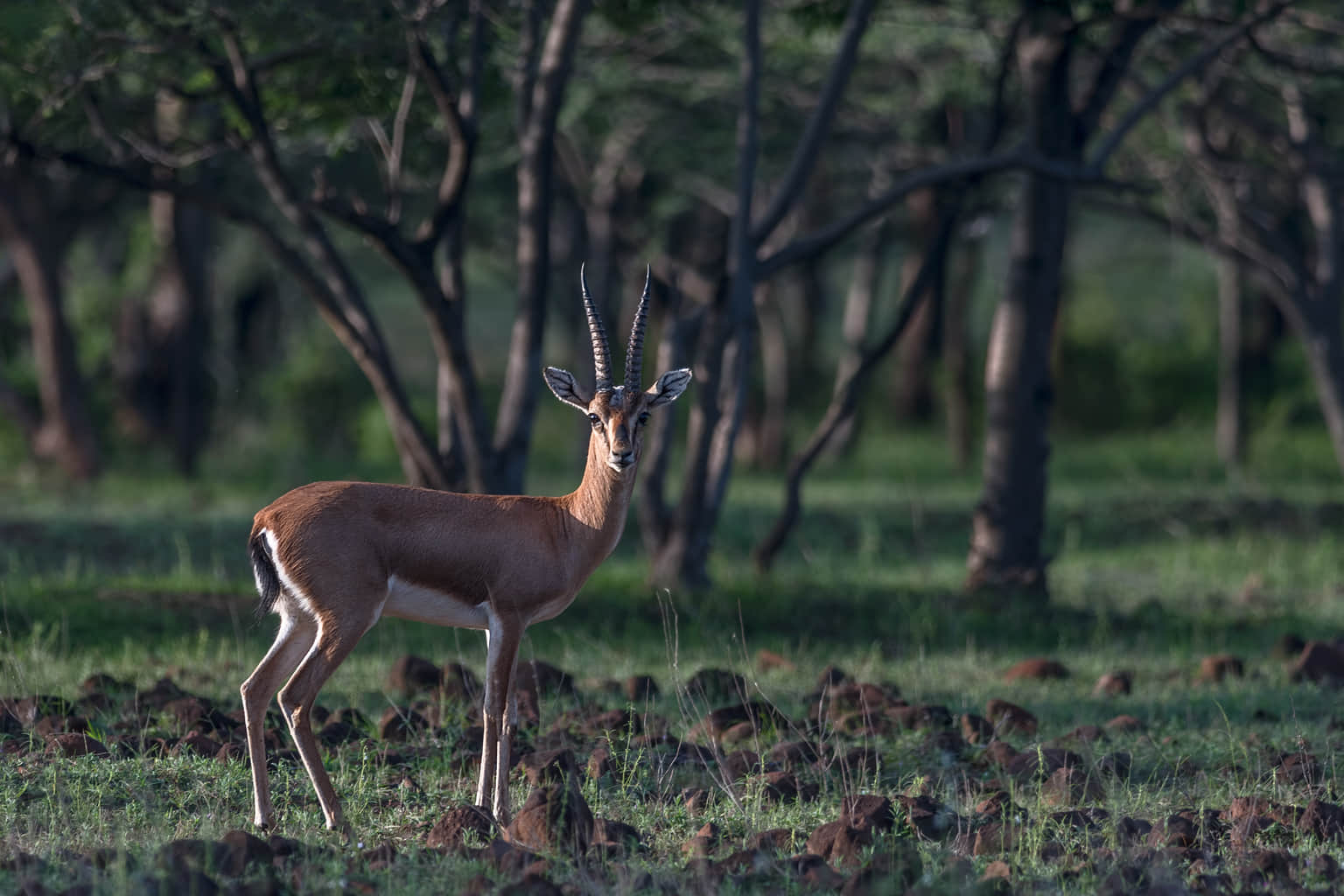 Ranthambore New Year Packages