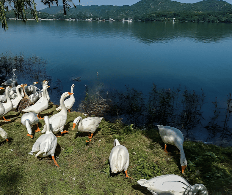 Explore the Surinsar-Mansar Wildlife Sanctuary
