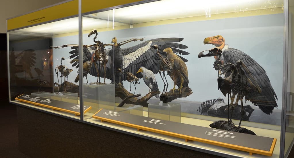 La Brea Tar Pits Tickets Image