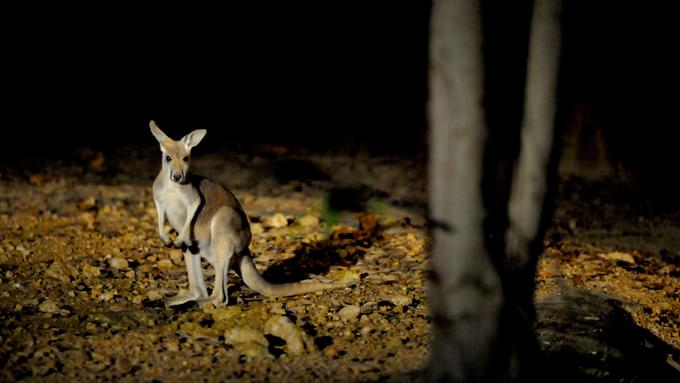 Night Safari