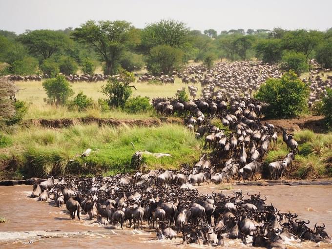 Migration River Crossings Safari with Governor’s Camps.jpg