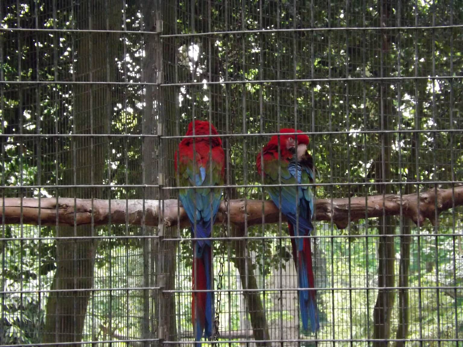 Amazona Zoo, <em>England</em>