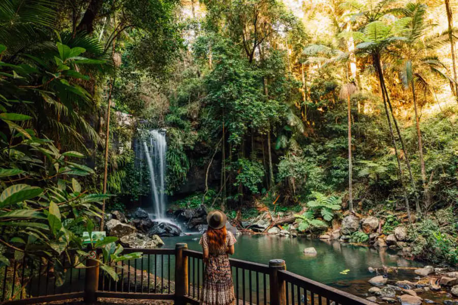 Tamborine Mountain Walking Tour in Gold Coast Image