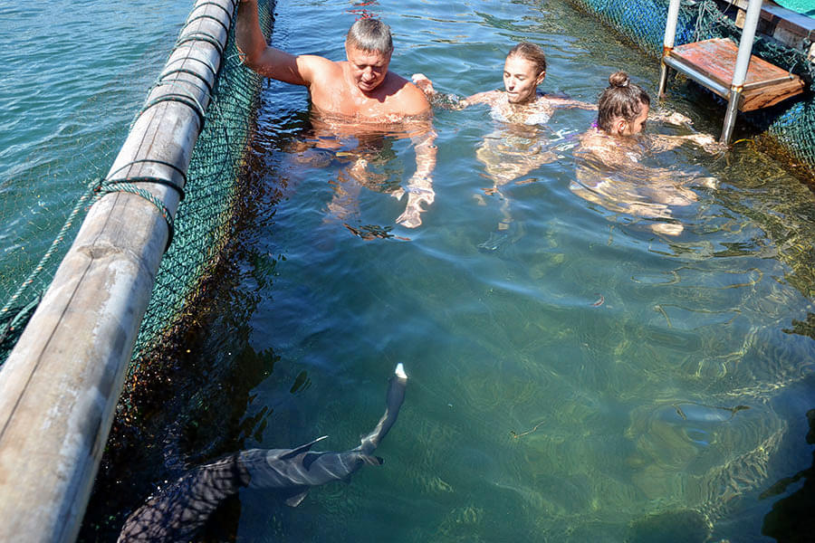 Swimming With Sharks in Bali Image