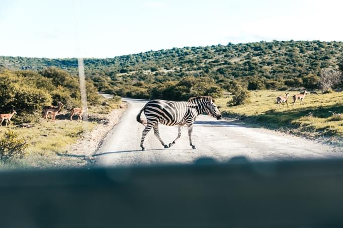 amboseli