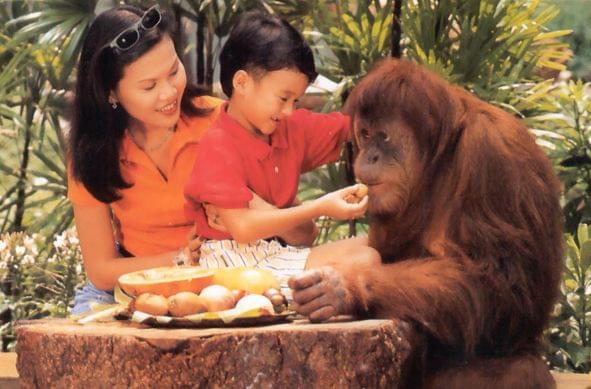 Have Breakfast with Orangutans at Singapore Zoo