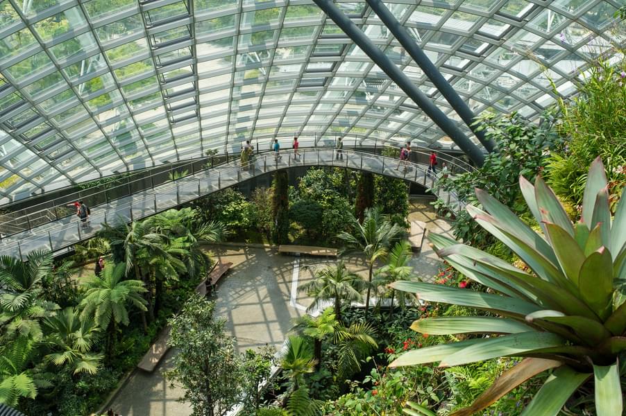 Cloud Forest Singapore