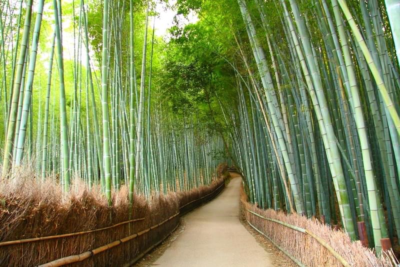 Explore the bamboo grove