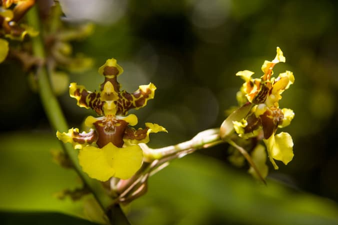 Monteverde Orchid Garden, Costa Rica