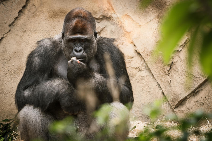 Adult male gorilla in Taronga Zoo