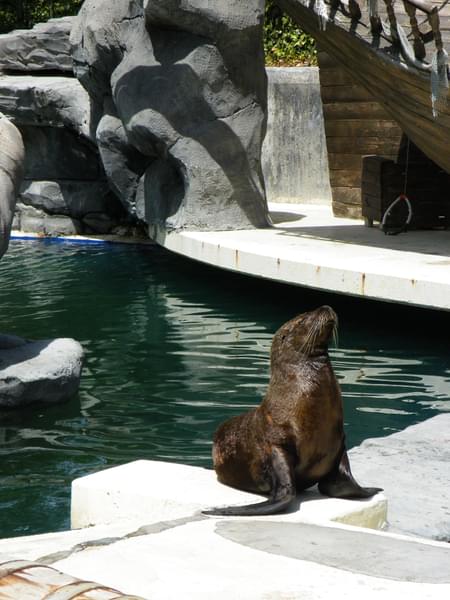 Seal in Zoo Aquarium Madrid