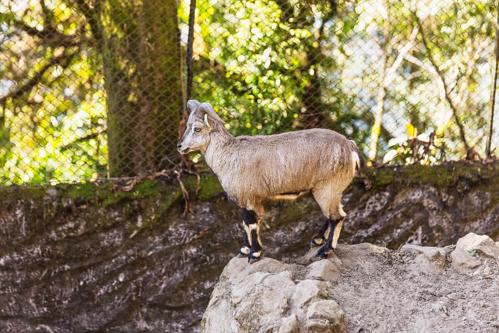 Padmaja Naidu Himalayan Zoological Park, <em>Darjeeling</em>