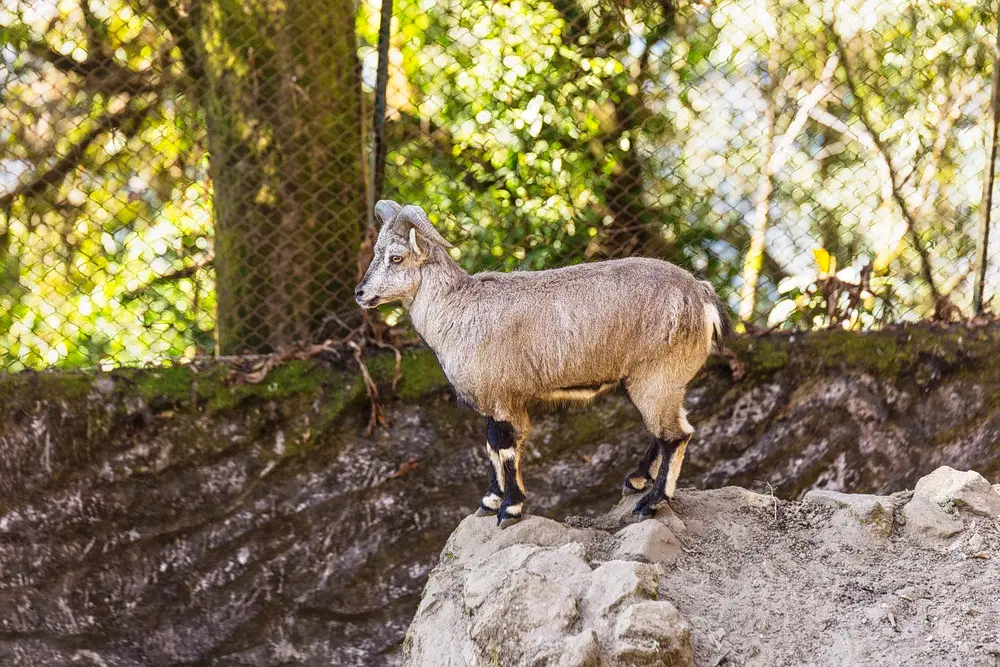 Padmaja Naidu Himalayan Zoological Park