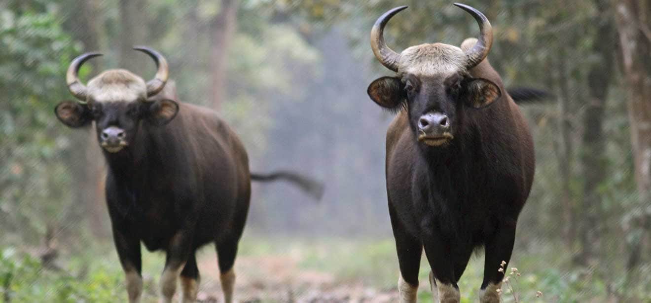 Enjoy encounters with wildlife at Gorumara NP