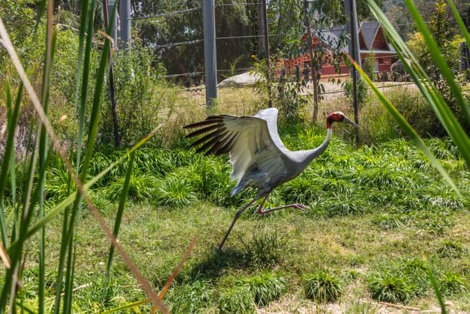 Saurus Crane in Los Angeles Zoo