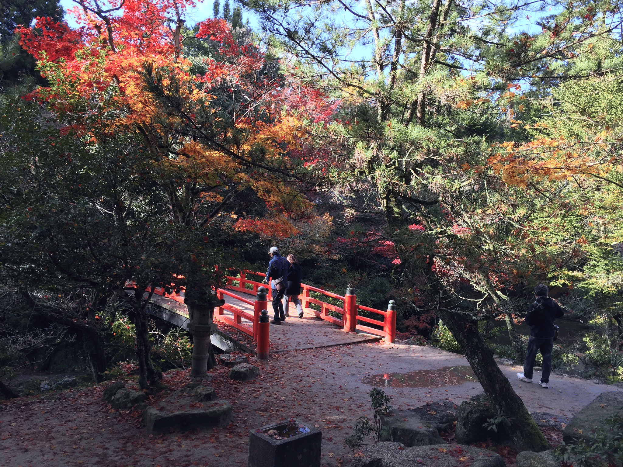 Take a look at the Maple Trees