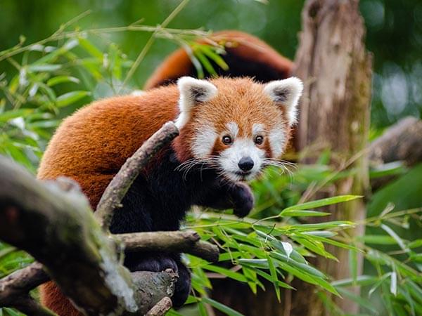 Observe Wildlife
